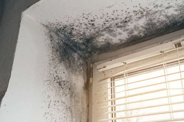 Affordable Attic Mold Remediation solutions in Mount Royal, NJ
